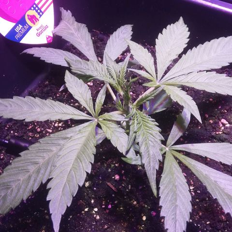 Varietà sconosciuta growlog timeline photo