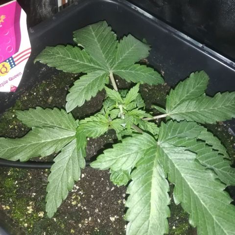 Varietà sconosciuta growlog timeline photo