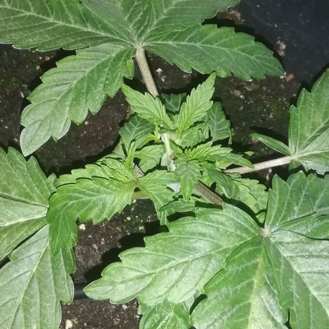 Varietà sconosciuta growlog timeline photo