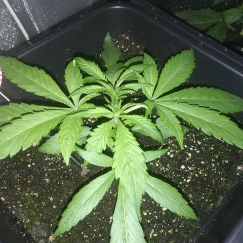 Varietà sconosciuta growlog timeline photo
