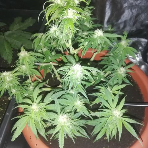 Varietà sconosciuta growlog timeline photo
