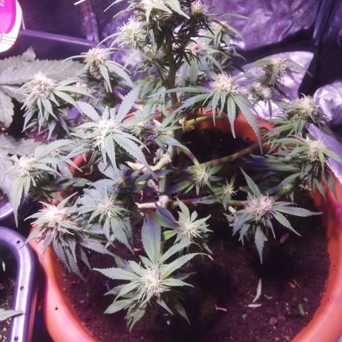 Varietà sconosciuta growlog timeline photo