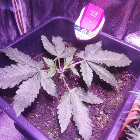 Varietà sconosciuta growlog timeline photo