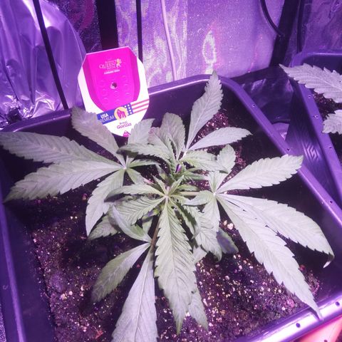 Varietà sconosciuta growlog timeline photo