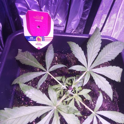 Varietà sconosciuta growlog timeline photo