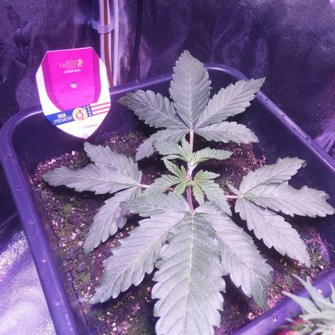 Varietà sconosciuta growlog timeline photo
