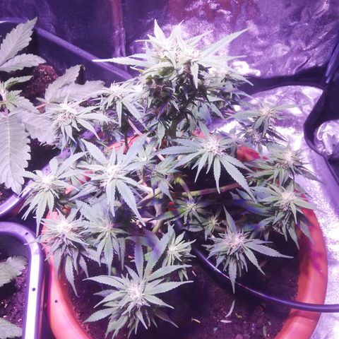 Varietà sconosciuta growlog timeline photo