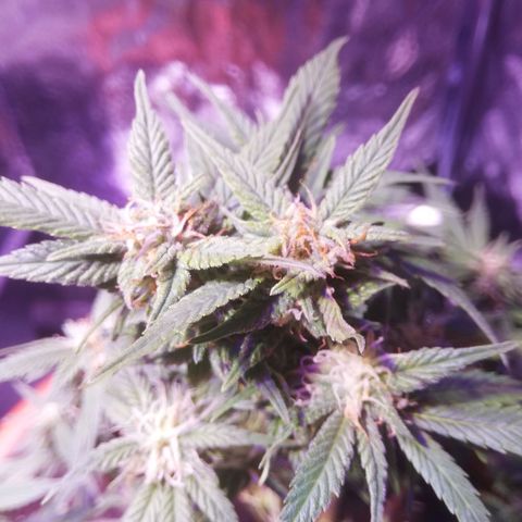Varietà sconosciuta growlog timeline photo