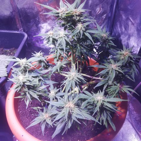 Varietà sconosciuta growlog timeline photo