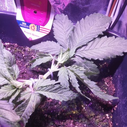 Varietà sconosciuta growlog timeline photo