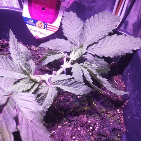 Varietà sconosciuta growlog timeline photo