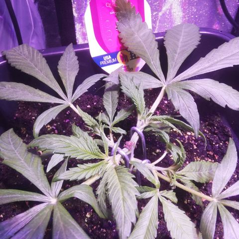 Varietà sconosciuta growlog timeline photo