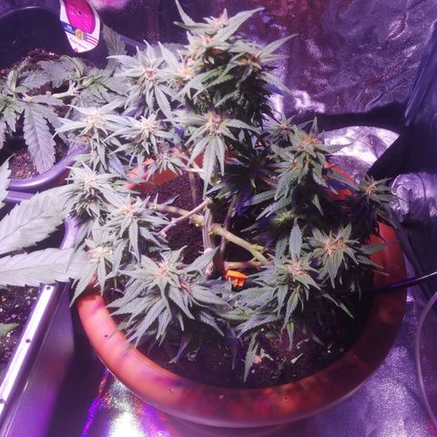 Varietà sconosciuta growlog timeline photo
