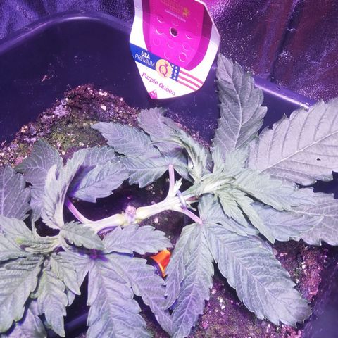 Varietà sconosciuta growlog timeline photo