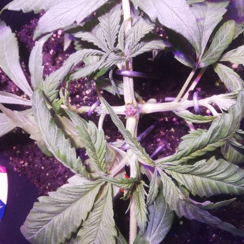 Varietà sconosciuta growlog timeline photo