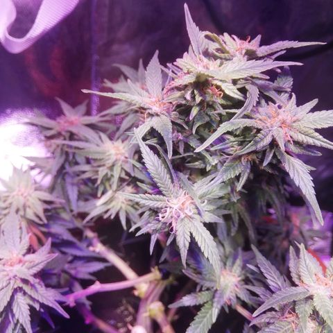 Varietà sconosciuta growlog timeline photo
