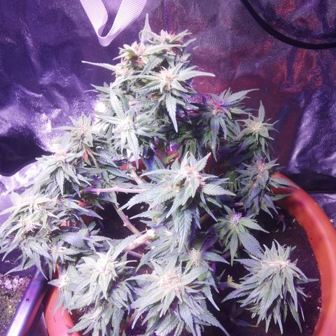 Varietà sconosciuta growlog timeline photo