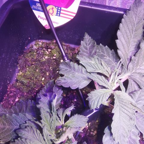 Varietà sconosciuta growlog photo: Ramo spezzato 