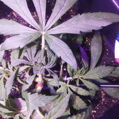 Varietà sconosciuta growlog timeline photo