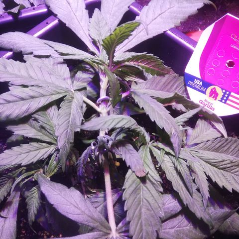 Varietà sconosciuta growlog photo: Ramo semi spezzato, in riparazione 