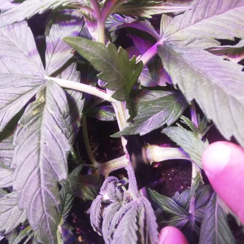 Varietà sconosciuta growlog photo: Ramo semi spezzato, in riparazione 