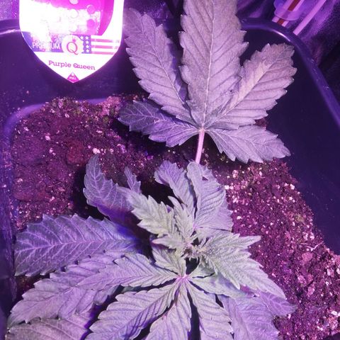Varietà sconosciuta growlog timeline photo