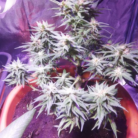 Varietà sconosciuta growlog timeline photo