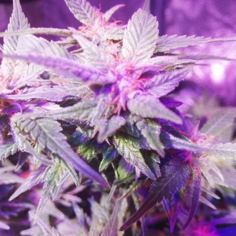 Varietà sconosciuta growlog timeline photo