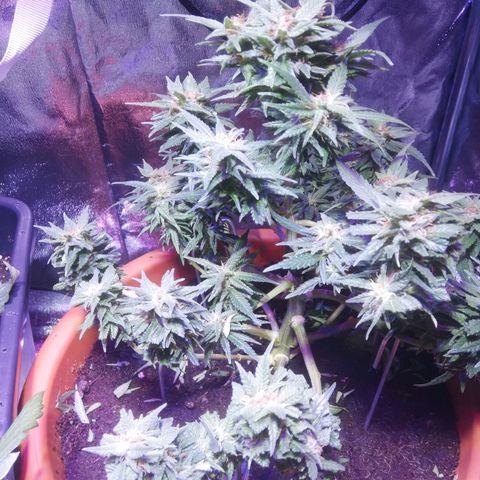 Varietà sconosciuta growlog timeline photo