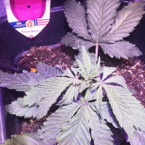 Varietà sconosciuta growlog timeline photo