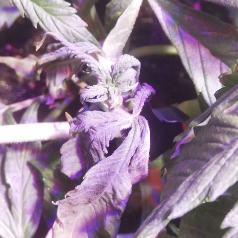 Varietà sconosciuta growlog timeline photo