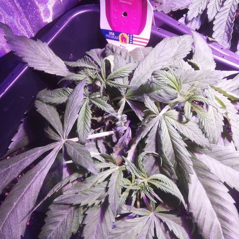Varietà sconosciuta growlog timeline photo
