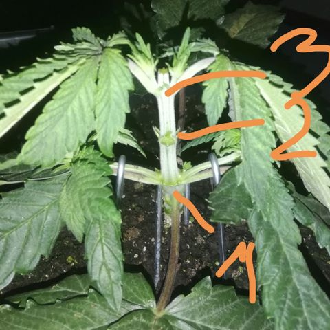 Varietà sconosciuta growlog photo: Topping