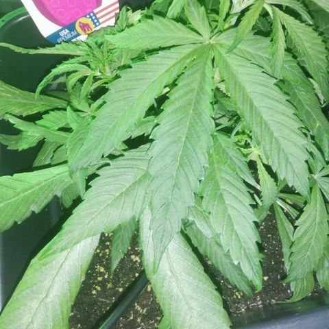 Varietà sconosciuta growlog timeline photo