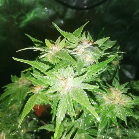 Varietà sconosciuta growlog timeline photo