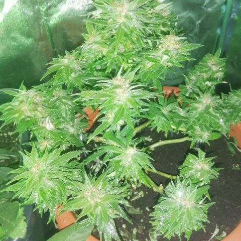 Varietà sconosciuta growlog timeline photo