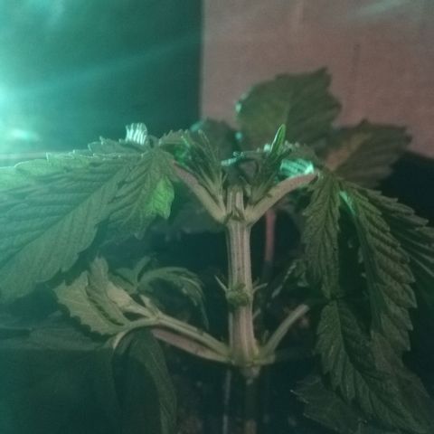 Varietà sconosciuta growlog timeline photo