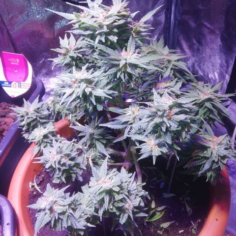 Varietà sconosciuta growlog timeline photo