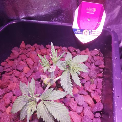 Varietà sconosciuta growlog timeline photo