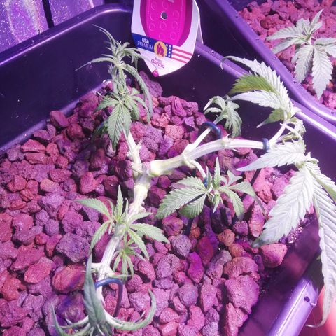 Varietà sconosciuta growlog timeline photo