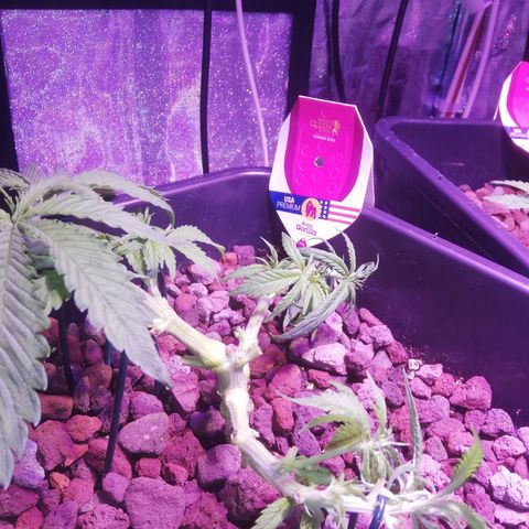 Varietà sconosciuta growlog timeline photo
