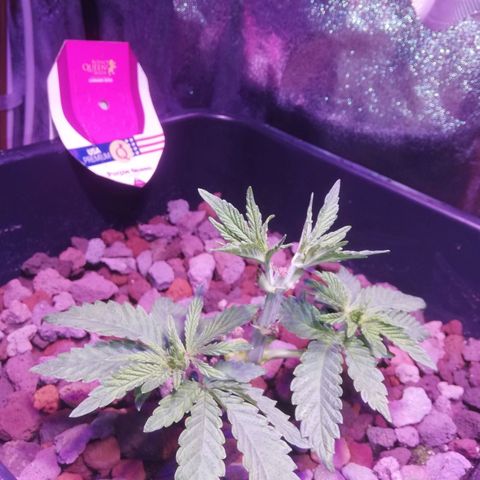 Varietà sconosciuta growlog timeline photo