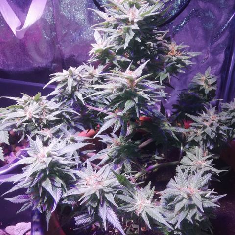 Varietà sconosciuta growlog timeline photo