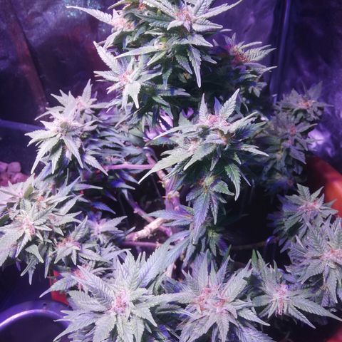 Varietà sconosciuta growlog timeline photo