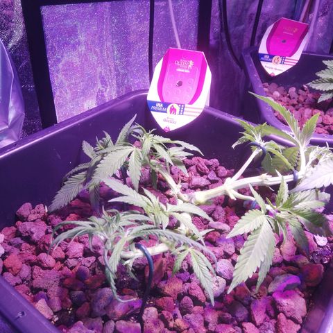Varietà sconosciuta growlog timeline photo