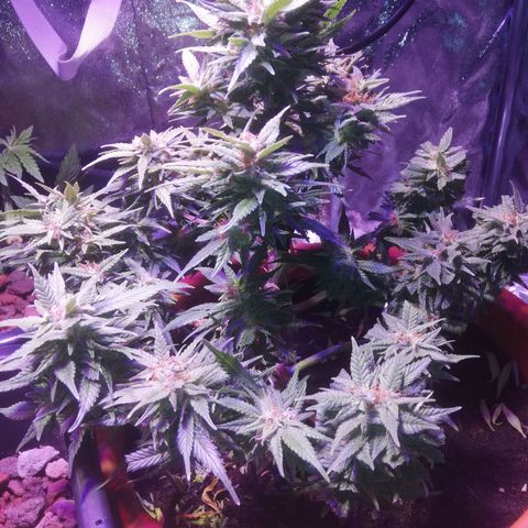 Varietà sconosciuta growlog timeline photo