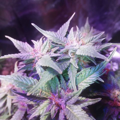 Varietà sconosciuta growlog timeline photo