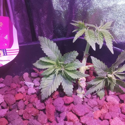 Varietà sconosciuta growlog timeline photo