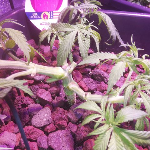 Varietà sconosciuta growlog timeline photo