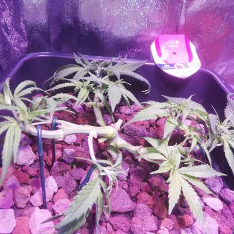 Varietà sconosciuta growlog timeline photo